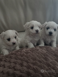 Cuccioli femmina di Maltese