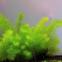 Piante acquatiche e Piante palustri per laghetto 