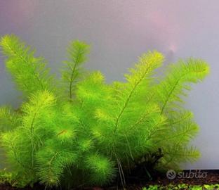 Piante acquatiche e Piante palustri per laghetto 