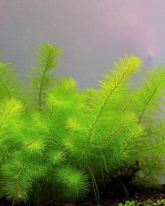 Piante acquatiche e Piante palustri per laghetto 