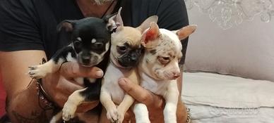 cuccioli di Chihuahua 