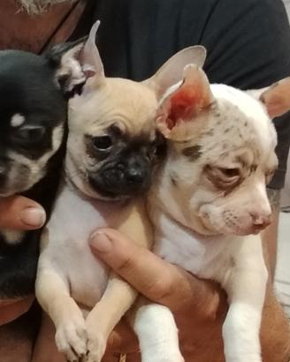 cuccioli di Chihuahua 