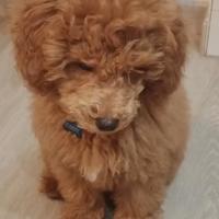 Cuccioli di barboncino nano red