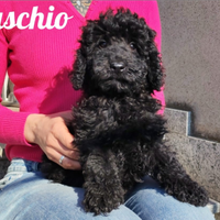 Barboncino Nano total black nero