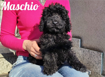 Barboncino Nano total black nero