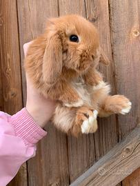 Cuccioli coniglio ariete nano