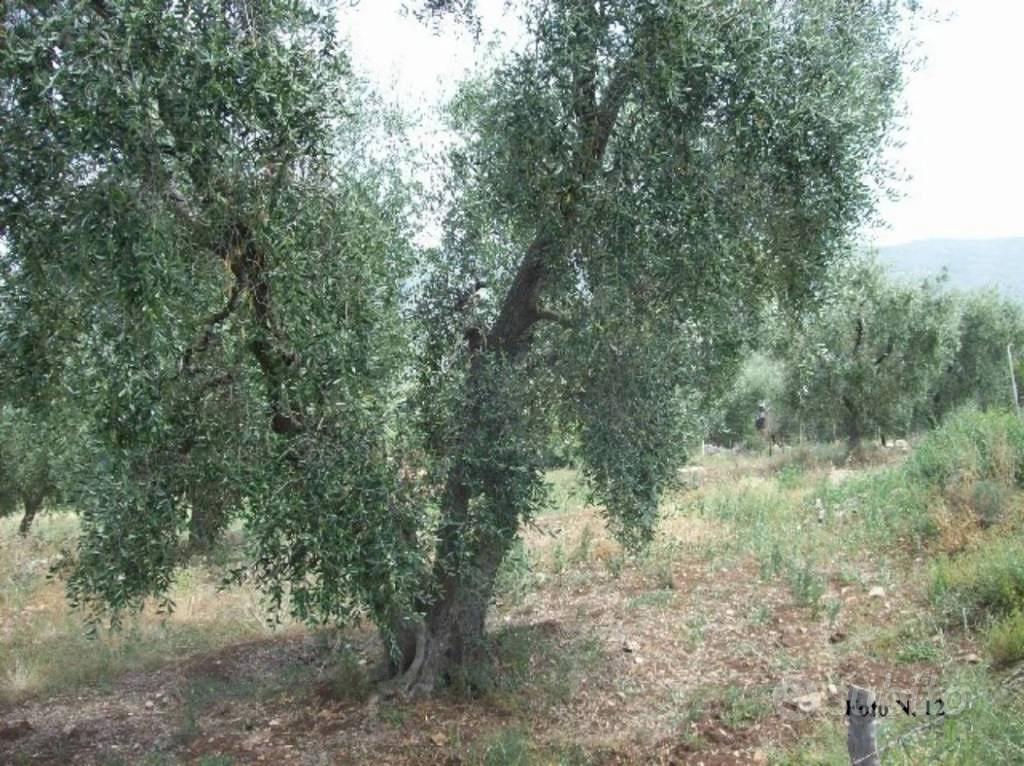Immobile in asta di 10848 m² a Carpino - Vista 4
