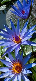 bulbo di ninfea tropicale BLACK PRINCE 