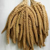 Spighe di panico toscano al kg