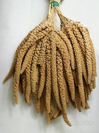 Spighe di panico toscano al kg