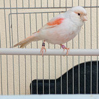 Canarina mosaico rosso femmina 2025