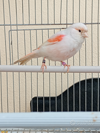 Canarina mosaico rosso femmina 2025