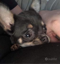Cuccioli chihuahua femminucce