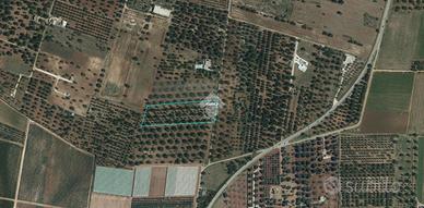 TER. AGRICOLO A CAROVIGNO