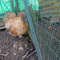 Ibrido morosetta gallo