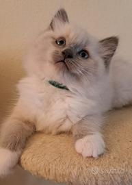 Gattini Ragdoll