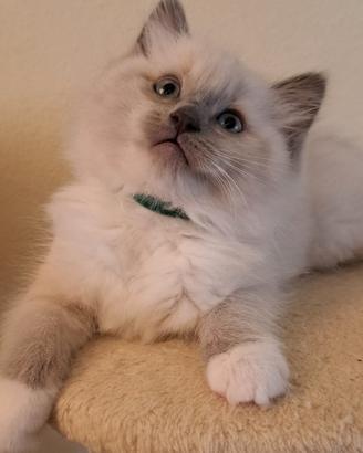 Gattini Ragdoll