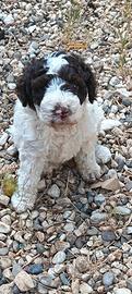 Lagotto