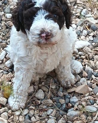 Lagotto