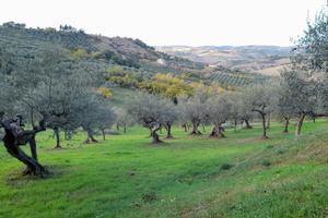 Terreno agricolo con uliveto e rudere