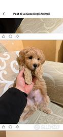 Maltipoo Mini Toy albicocca