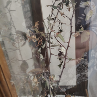 Insetti foglia secca