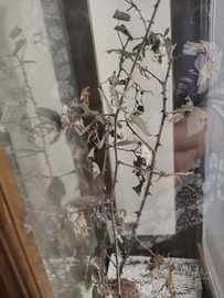 Insetti foglia secca