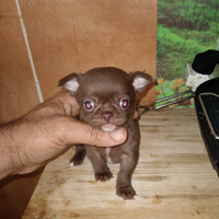 Chihuahua mini toy chocolate