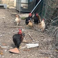 Coppie di polli Serama