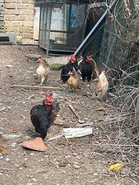 Coppie di polli Serama