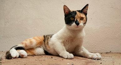 Briciola gattina 7 mesi