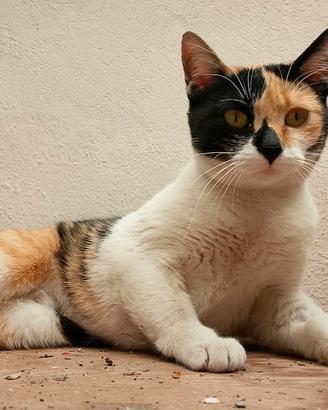 Briciola gattina 7 mesi