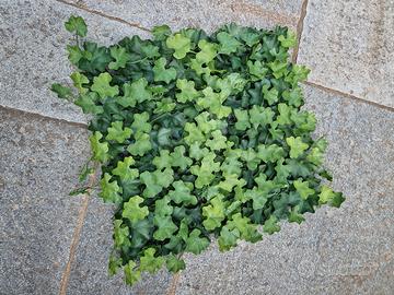 Edera finta frangivista