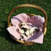 Jack russell cuccioli