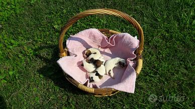 Jack russell cuccioli