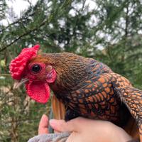 Sebright oro orlo nero