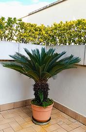 Pianta Cycas in vaso