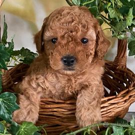 Cuccioli barboncini toy maschio e femmina
