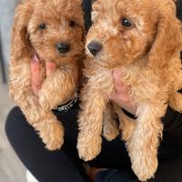 Cuccioli di barboncino Nano