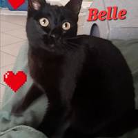 Gatta gattina nera Belle coccolona dolcissima