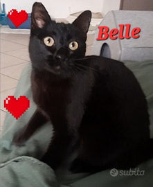 Gatta gattina nera Belle coccolona dolcissima