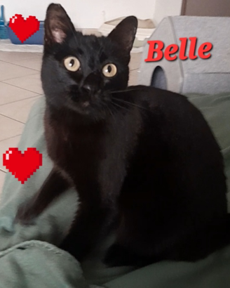 Gatta gattina nera Belle coccolona dolcissima