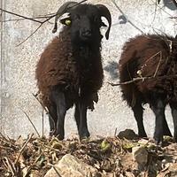 Montoncino pecora Ouessant