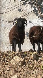 Montoncino pecora Ouessant