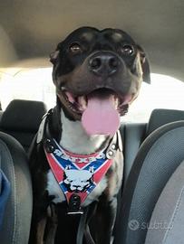 Accoppiamento pitbull