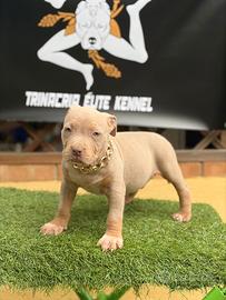 pitbull tricolor 