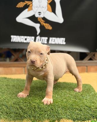 pitbull tricolor 