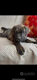 Cuccioli di cane corso italiano