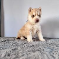 Siberian Husky con pedigree enci