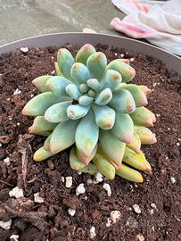 Piante